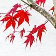 Red Maple Tree Poster