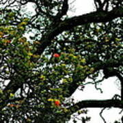 Red Ohia Lehua Tree Poster