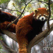 Red Pandas In Tree Poster