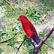 Red Parrot Of Papua Poster