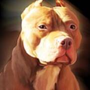 Red Pit Bull By Spano Poster