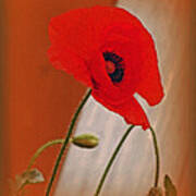 Red Poppy And Buds Poster