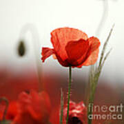 Red Poppy Flowers Poster