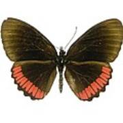 Red Rim Butterfly Poster