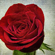 Red Rose V2 Poster