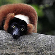 Red Ruffed Lemur Poster