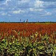 Red Sorghum Blue Sky Poster