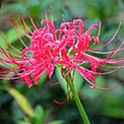 Red Spider Lily Enhanced Poster