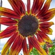 Red Sunflower Poster