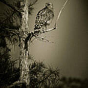Red Tail Hawk On Loop Road Poster