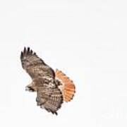 Red Tailed Hawk Poster