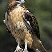 Red Tailed Hawk Poster