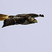 Red-tailed Hawk In Flight 2 Poster