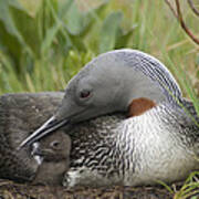 Red-throated Loon With Day Old Chick Poster