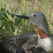 Red-throated Loon With Day Old Chicks Poster