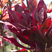 Red Ti - Cordyline Terminalis - The Queen Of Tropical Foliage Poster