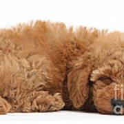 Red Toy Poodle Puppy Poster