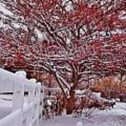 Red Tree In Snow Poster