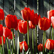 Red Tulips Poster