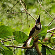 Red-whiskered Bulbul Poster