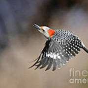 Redbelly Woodpecker Flight Poster