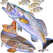Redfish Trout Poster