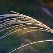 Reed Grass Poster