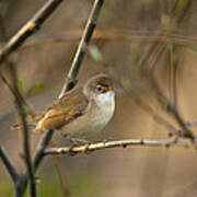 Reed Warbler Poster