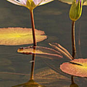 Reflected Water Lilies Poster