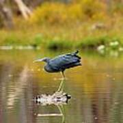 Reflecting Little Blue Heron Poster