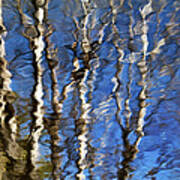 Water Reflection Aspen Trees Poster