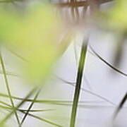 Reflection Of Grasses In The Surface Of A Lake - Available For Licensing Poster