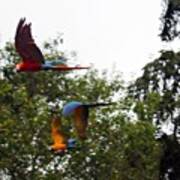 Release The  #macaws #zoo #birds Poster