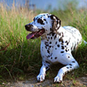 Rest In The Grass. Kokkie. Dalmatian Dog Poster