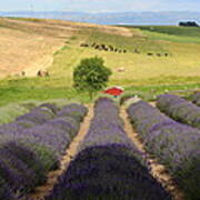 Resting In The Lavender Field Poster
