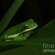 Resting Tree Frog Poster