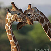 Reticulated Giraffe Poster