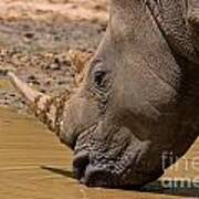 Rhino Drinking Poster