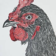 Rhode Island Red Chicken Poster