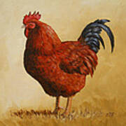Rhode Island Red Rooster Poster