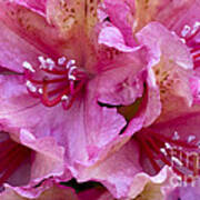 Rhododendron Brasilia Poster