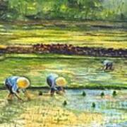 The Rice Paddy Field Poster