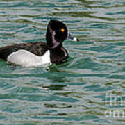 Ring-necked Duck Poster