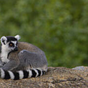 Ring-tailed Lemur Resting On Rocks Poster