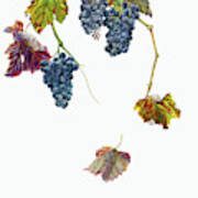 Ripe Black Grapes Hanging On Vine Poster