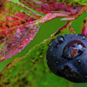 Ripe Huckleberries In A Light Rain Poster