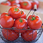 Ripe Tomatoes In A Basket Poster