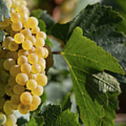 Ripe Wine Grapes Poster