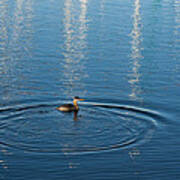 Ripples And Circles - Red-necked Grebe Surfacing Poster