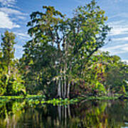 Wekiva River Scene Poster